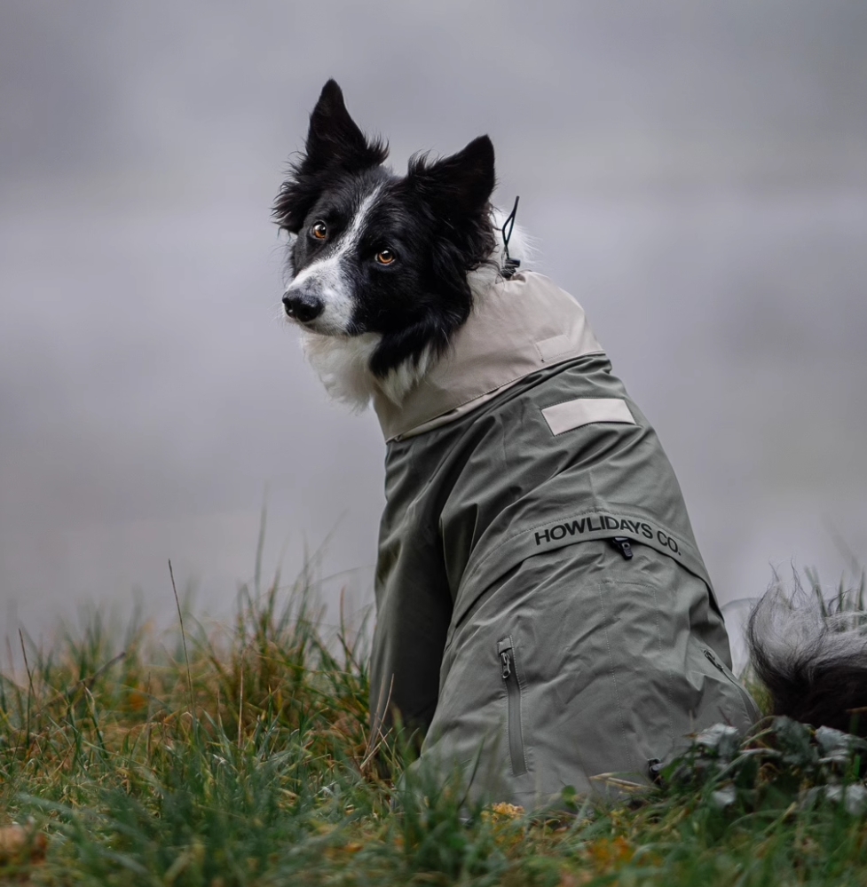 dog rain wear